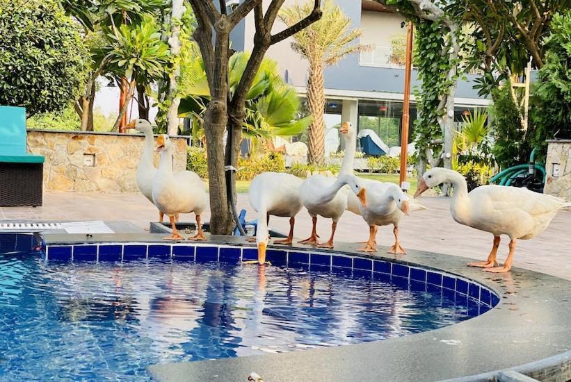 Vasad Krishna Riverside Resort מראה חיצוני תמונה